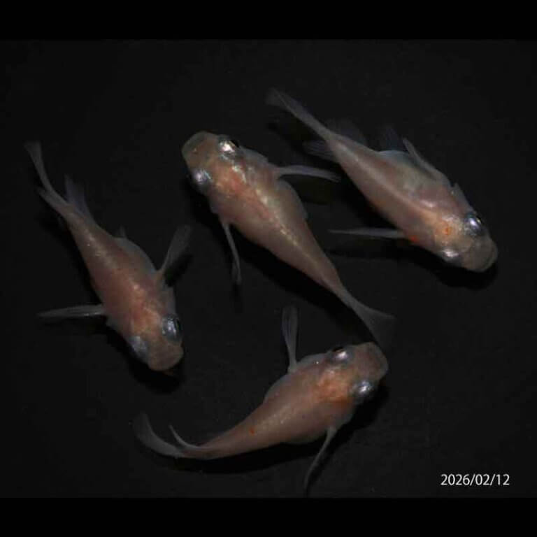 現物販売：メダカ「雲州紅白　半ダルマ/ダルマ　２ペア」