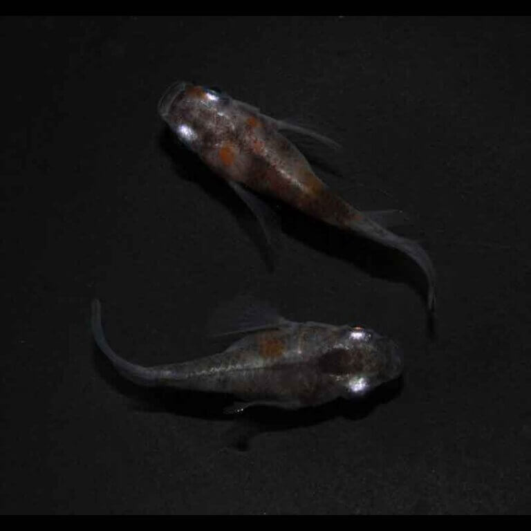 現物販売：メダカ「雲州三色　半ダルマ／ダルマ　１ペア」