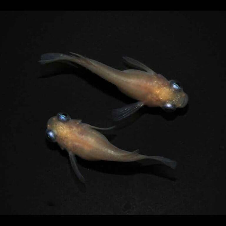 現物販売：メダカ「ピンクカエル　半ダルマ／ダルマ　１ペア」