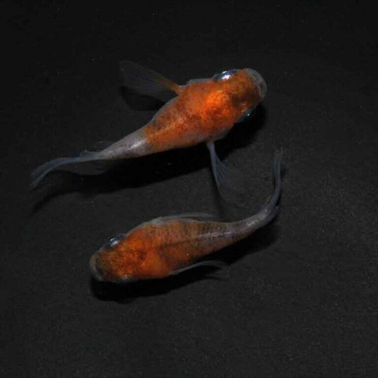 現物販売：メダカ「雲州三色　半ダルマ／ダルマ　１ペア」