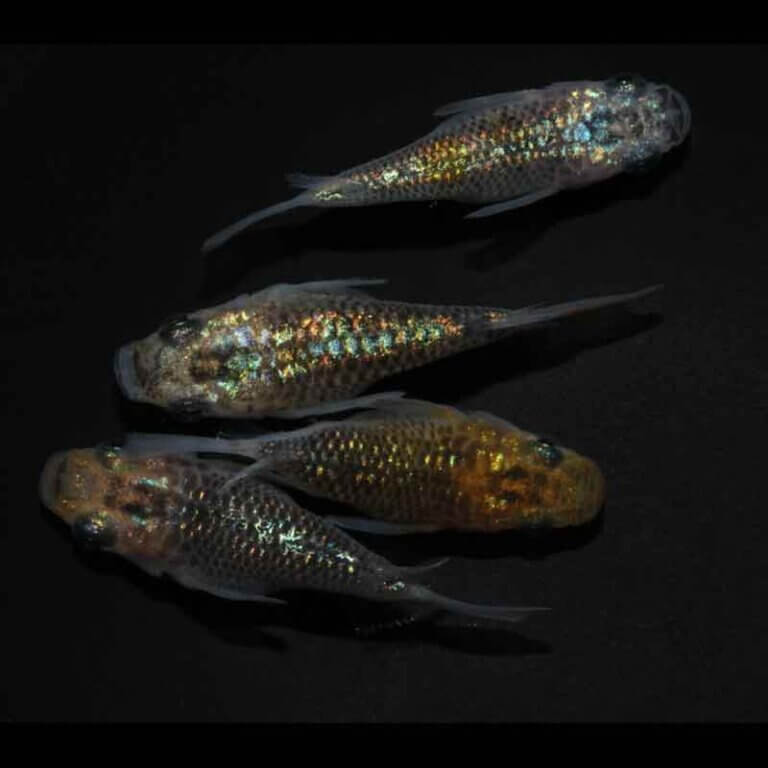 現物販売：メダカ「夜桜ゴールド　半ダルマ／ダルマ　２ペア」