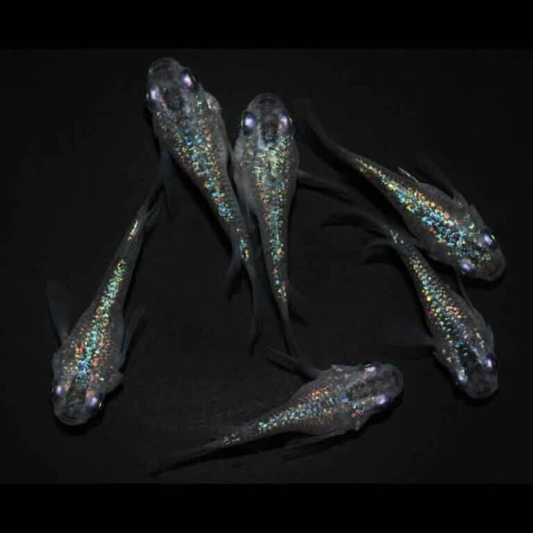 現物販売：メダカ「ロイヤルブルー　ショートタイプ　３ペア」