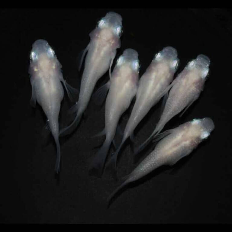 現物販売：メダカ「紅ほっぺ　半ダルマ／ダルマ　３ペア」