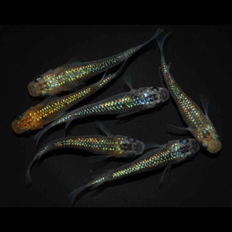 現物販売：メダカ「夜桜ゴールド　３ペア」