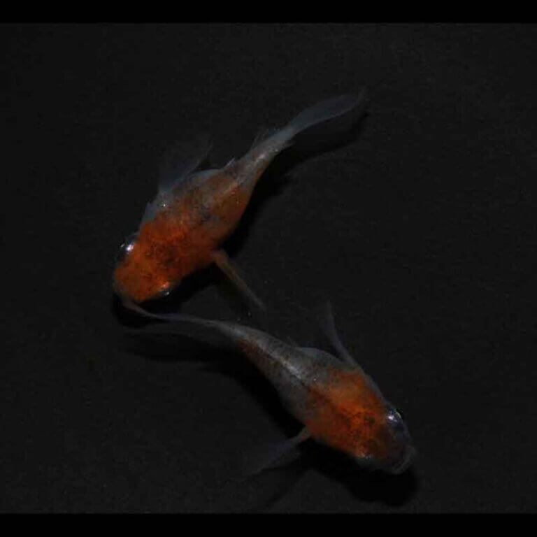 現物販売：メダカ「雲州三色　半ダルマ／ダルマ　１ペア」