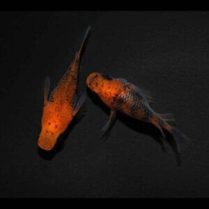 現物販売：メダカ「来光×GOD　半ダルマ／ダルマ　１ペア」