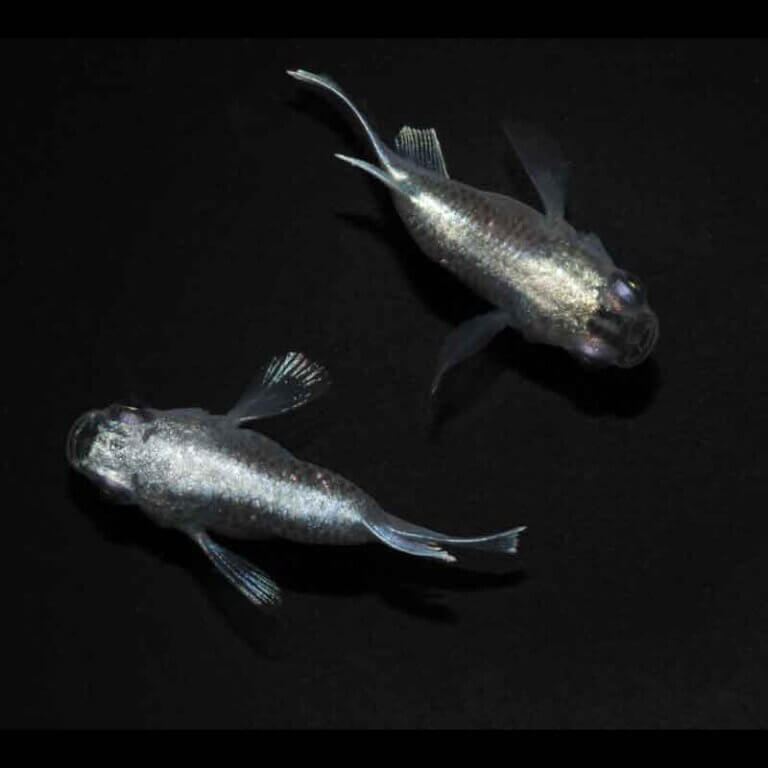 現物販売：メダカ「エンゼル　半ダルマ／ダルマ　１ペア」