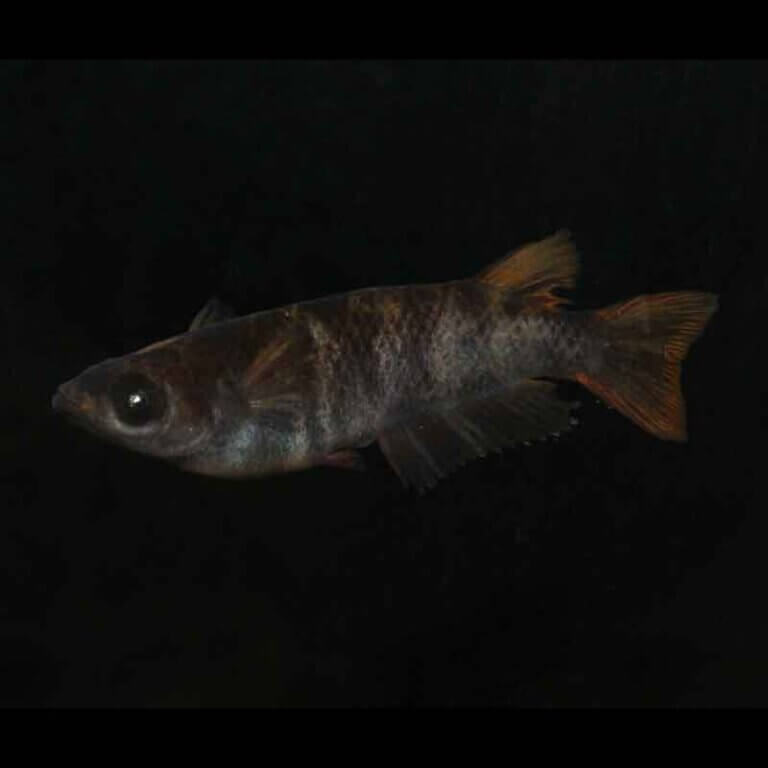 現物販売：メダカ「AW03　１ペア」