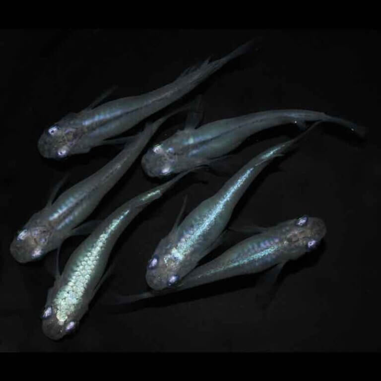 現物販売：メダカ「しずく　３ペア」