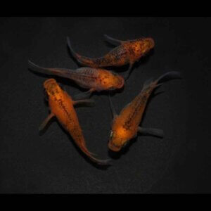 現物販売：メダカ「雲州三色　半ダルマ／ダルマ　１ペア」