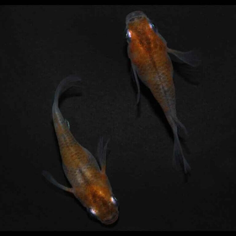 現物販売：メダカ「雲州三色　半ダルマ／ダルマ　１ペア」