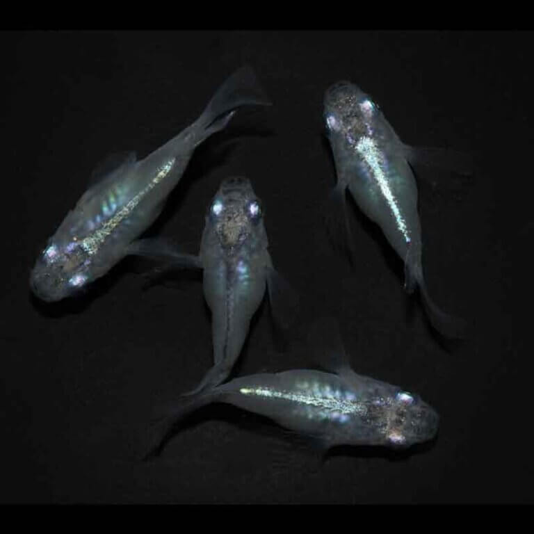 現物販売：メダカ「しずく　半ダルマ／ダルマ　２ペア」