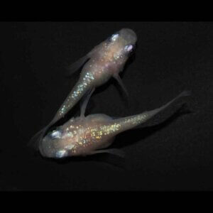 現物販売：メダカ「ピンサファイア　半ダルマ／ダルマ　１ペア」