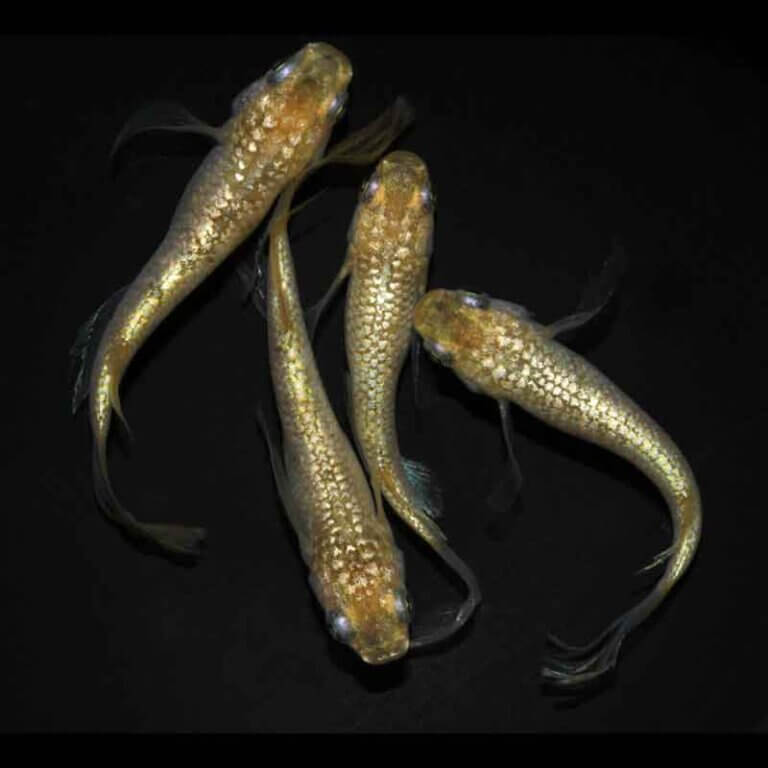 現物販売：メダカ「すずらんヒレ長　２ペア」