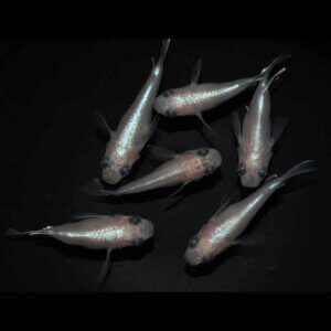 現物販売：メダカ「白幹之　半ダルマ／ダルマ　３ペア」