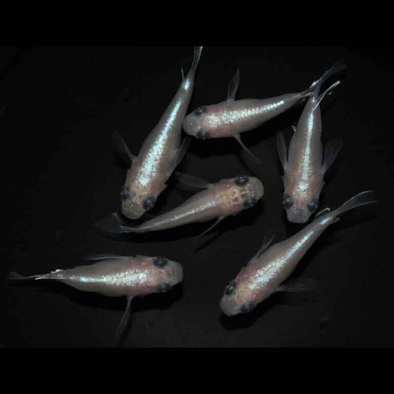 現物販売：メダカ「白幹之　半ダルマ／ダルマ　３ペア」