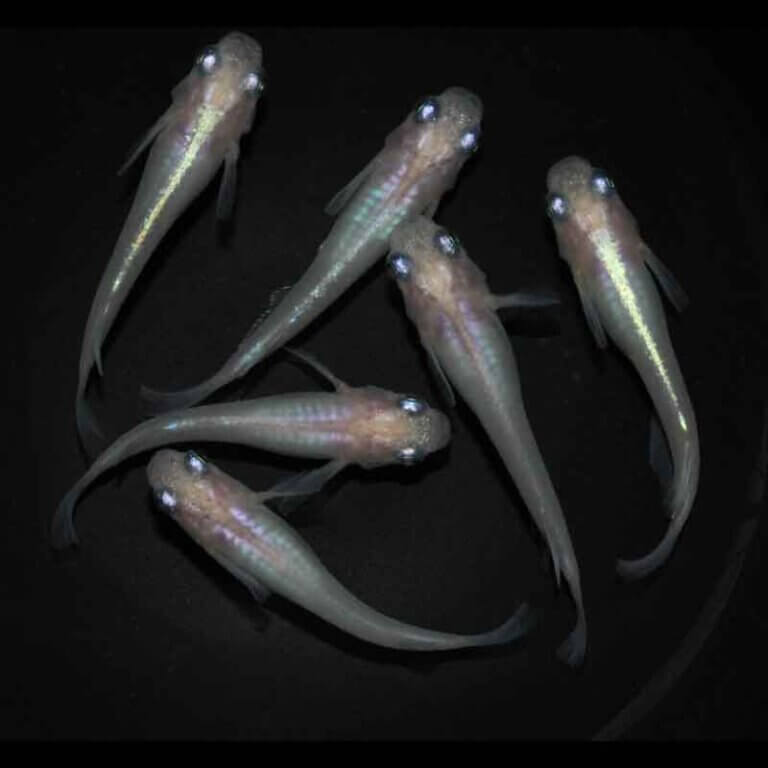 現物販売：メダカ「ピンクしずく　３ペア」