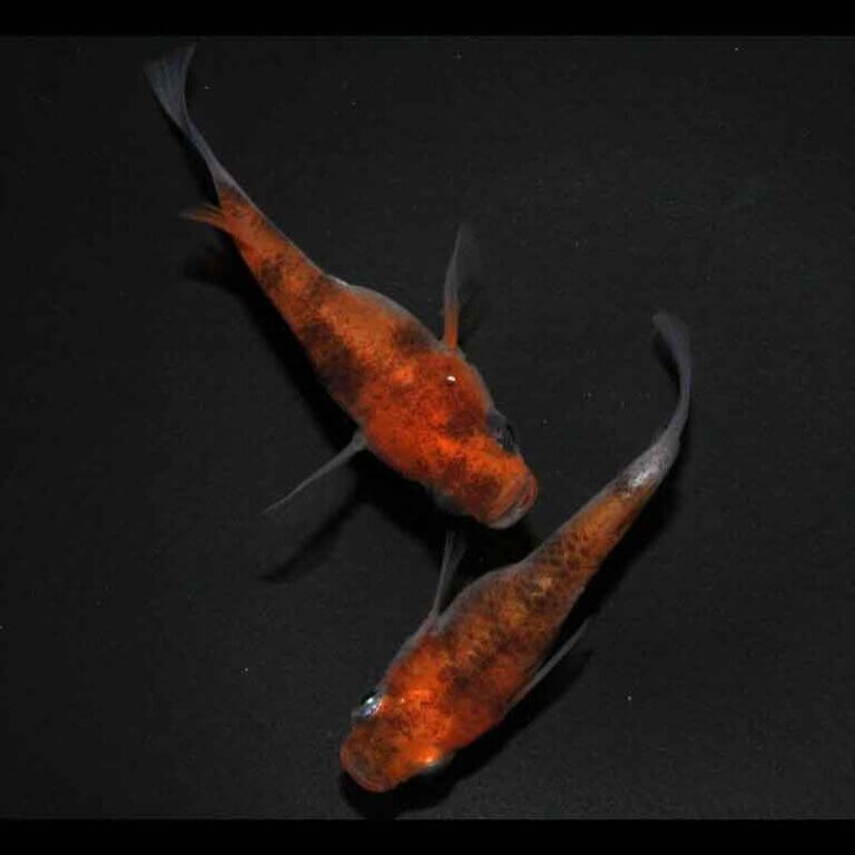 現物販売：メダカ「雲州三色(赤斑タイプ)　半ダルマ/ダルマ　１ペア」