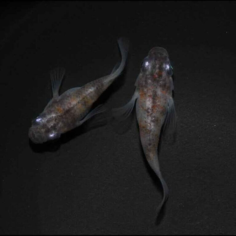 現物販売：メダカ「雲州三色(白斑タイプ)　半ダルマ/ダルマ　１ペア」