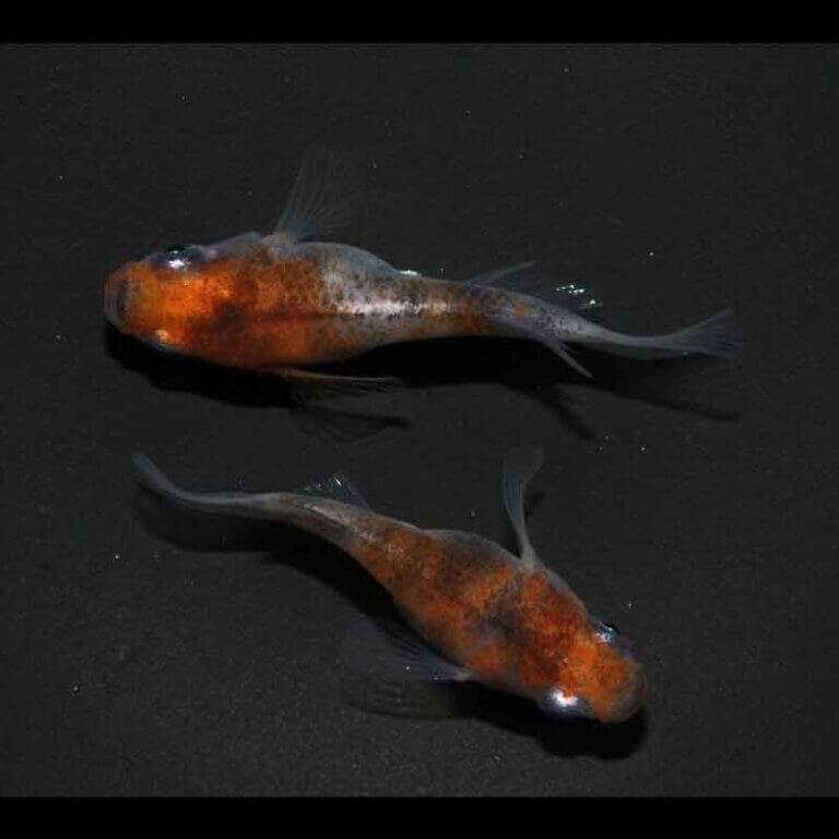 現物販売：メダカ「雲州三色　半ダルマ/ダルマ　１ペア」