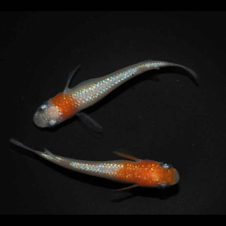 現物販売：メダカ「アース紅白×ヒミツヘイキ　１ペア」