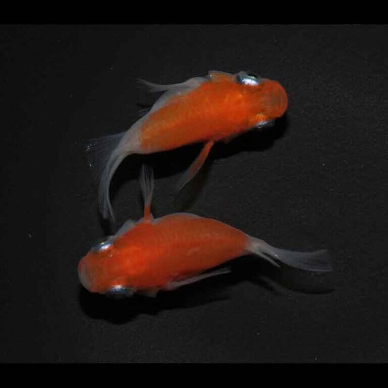 現物販売：メダカ「雲州紅白　半ダルマ/ダルマ　１ペア」