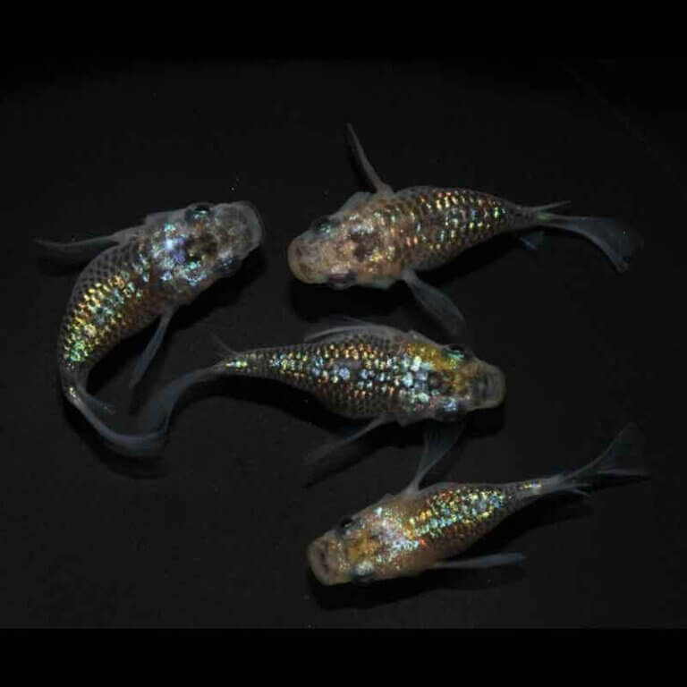 現物販売：メダカ「夜桜ゴールド　半ダルマ/ダルマ　２ペア」