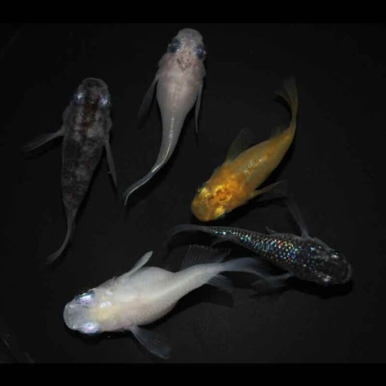 現物販売：メダカ「ミックス　半ダルマ/ダルマ　５匹」