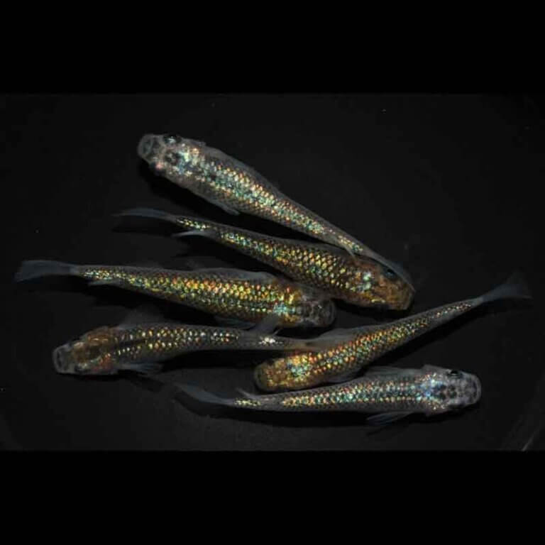 現物販売：メダカ「夜桜ゴールド　３ペア」