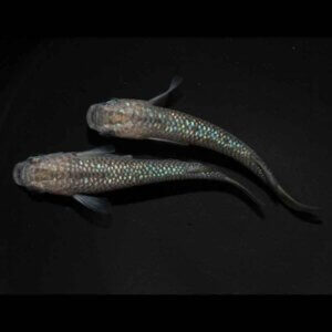 現物販売：メダカ「令和サファイアホワイトフィン　１ペア」