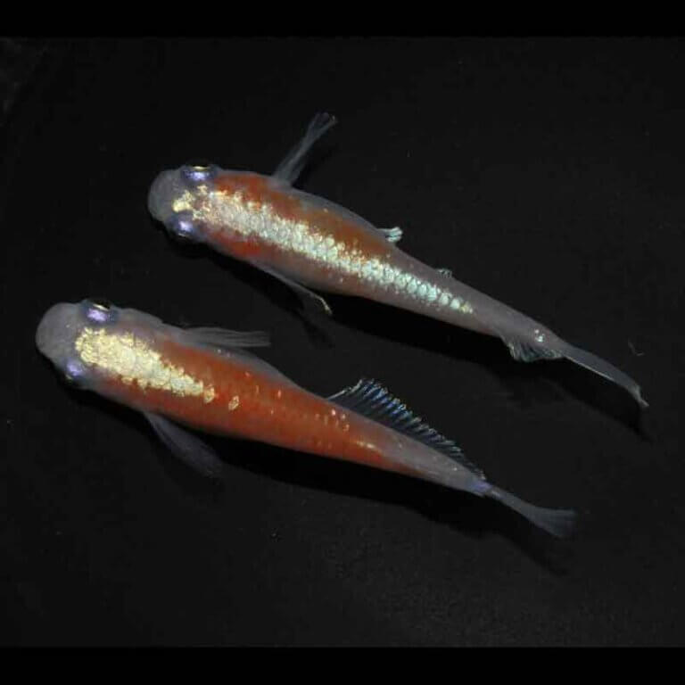 現物販売：メダカ「ダイアナ妃キッシングワイドフィン　１ペア」