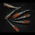 現物販売：メダカ「紅灯　３ペア」