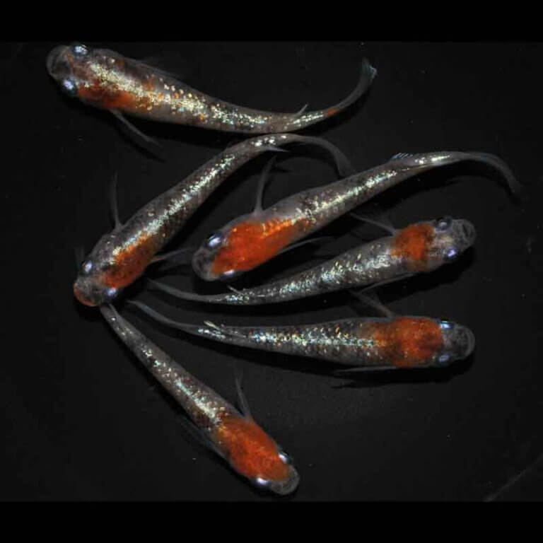 現物販売：メダカ「紅灯　３ペア」