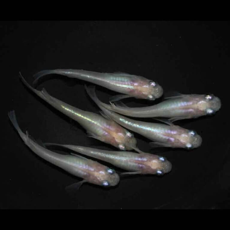 現物販売：メダカ「ピンクしずく　３ペア」