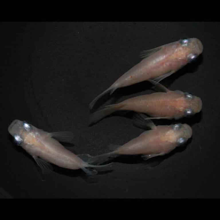 現物販売：メダカ「雲州紅白　半ダルマ/ダルマ　２ペア」