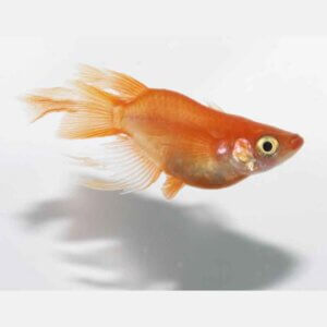 現物販売：メダカ「ふ～は～　半ダルマ/ダルマ　１ペア＋１」