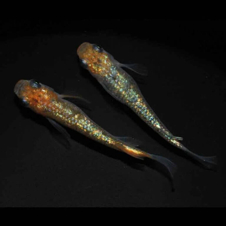 現物販売：メダカ「夜煌ヘイキ　１ペア」