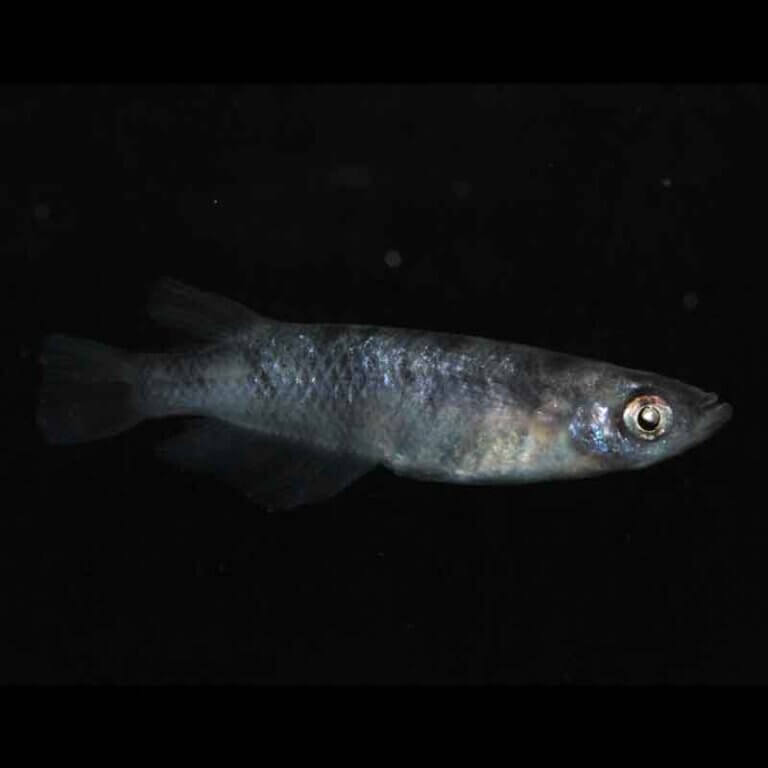 現物販売：メダカ「白銀　１ペア」