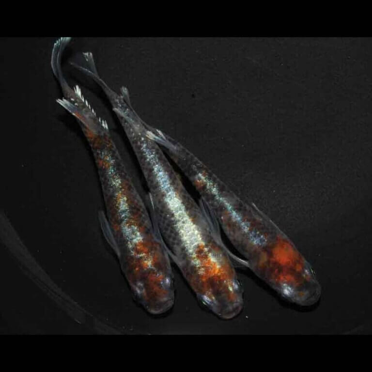 現物販売：メダカ「極上　鏡花菊　１ペア＋１」