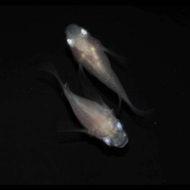 現物販売：メダカ「紅ほっぺ　半ダルマ/ダルマ　１ペア」