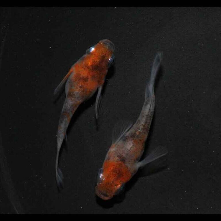 現物販売：メダカ「雲州三色　半ダルマ/ダルマ♦　１ペア」