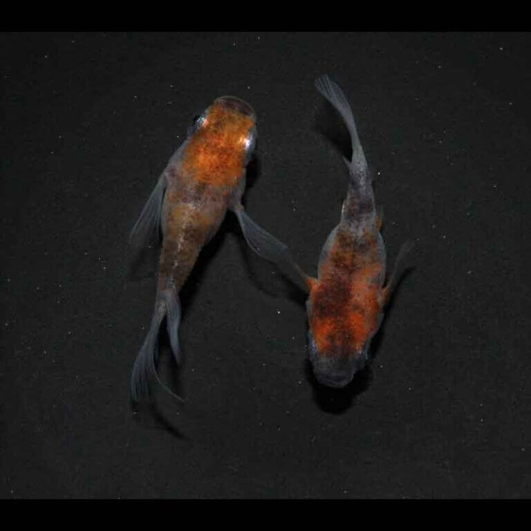 現物販売：メダカ「雲州三色　半ダルマ/ダルマ★　１ペア」