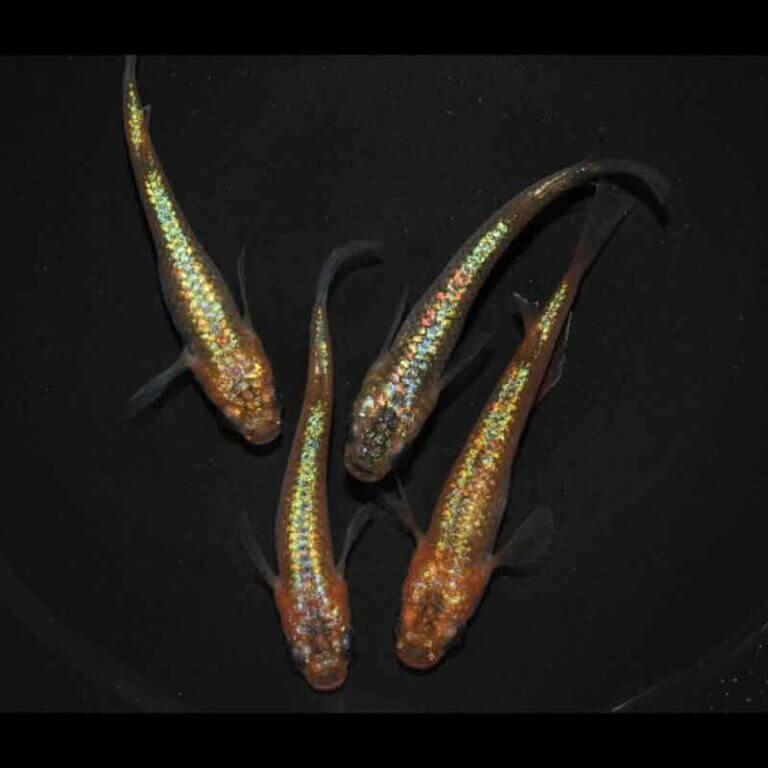 現物販売：メダカ「サンシャイン　２ペア」