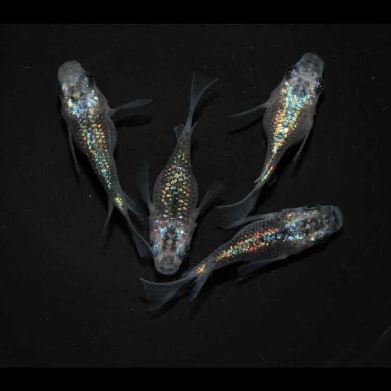 現物販売：メダカ「夜桜ゴールド(ブルータイプ)　半ダルマ/ダルマ　２ペア」