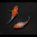 現物販売：メダカ「雲州紅白　半ダルマ/ダルマ　１ペア」
