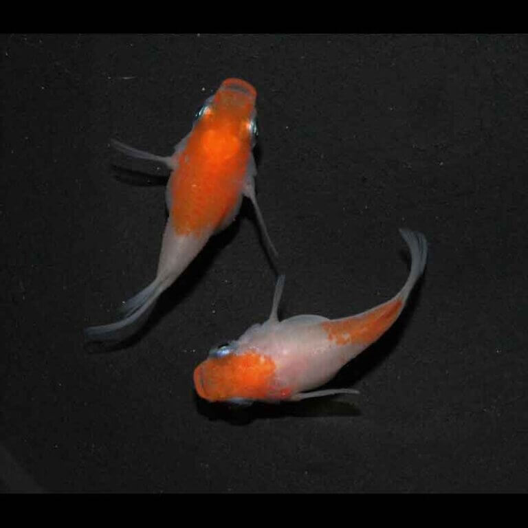 現物販売：メダカ「雲州紅白　半ダルマ/ダルマ　１ペア」