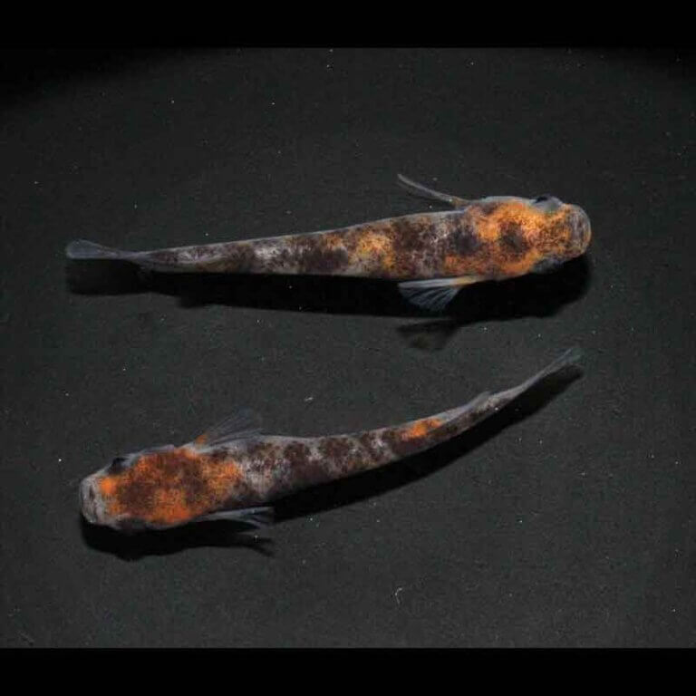 現物販売：メダカ「和墨三色　１ペア」