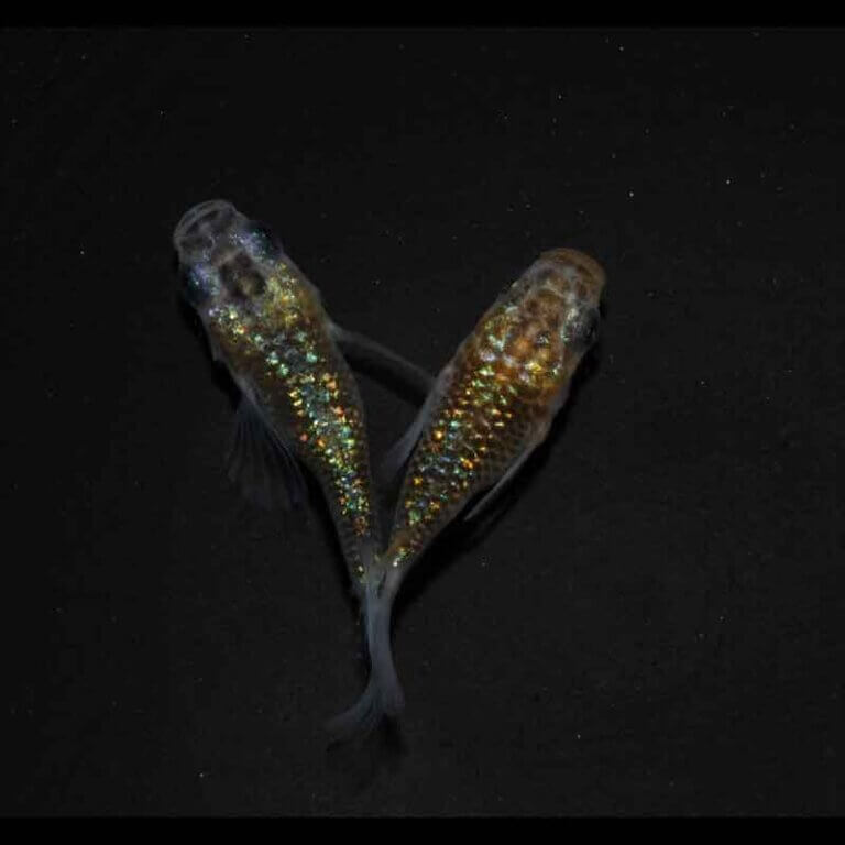 現物販売：メダカ「夜桜ゴールド　半ダルマ/ダルマ　１ペア」