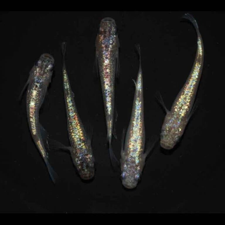 現物販売：メダカ「極上　ヒミツヘイキ　２ペア＋１」