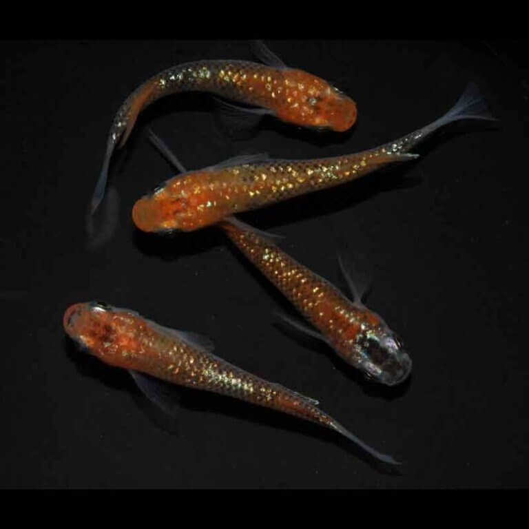 現物販売：メダカ「煌　２ペア」